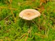 mushroom in the moss
