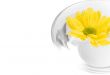 yellow flower