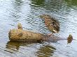 duck at the wooden log
