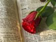 red rose