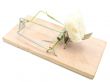 mousetrap