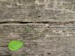 old wooden backgrouns