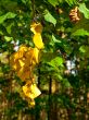 yellow leaves branch