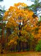 Big maple