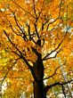 Yellow maple
