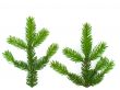 fir