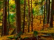 Autumn stairs