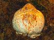 big toad