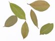 bay leaves
