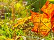 autumn orange leaf