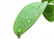 green leave with drops