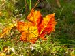 red maple leaf