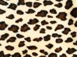 leopard background