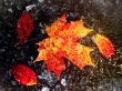 autumn leaves in ice