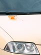 headlight and leaf at bonnet