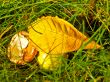 chestnut