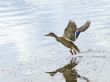 Wild duck flying