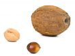 nuts