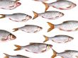 fish group