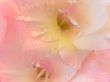 pink gladiolus