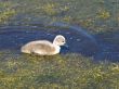 little swan