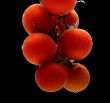 Branch of tomatoes cherry