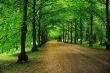 Road to park