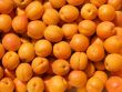 Orange apricot background