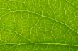Green leaf background