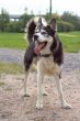 Husky in the park