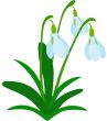 Snowdrop Flower