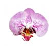 Orchid