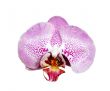 Orchid