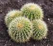 Barrel cactus