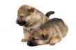 two sheep-dogs puppys isolated on white background