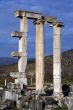Colones on ruins