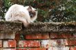 cat on brick wall