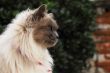 cat profile