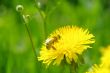 bee, macro, yellow, pollen, nectar, collect,