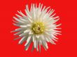 White aster on a red background