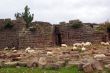Wall and sheep