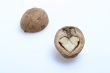 isolated walnut