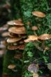 Mushrooms
