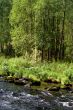 river and trees