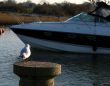 seagull and passing boat