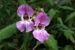 Himalayan Balsam Impatiens glandulifera