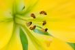 The yellow lily with brown stamens macro