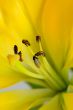 The yellow lily with brown stamens close-up