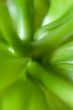 Green abstract leaves of the plant
