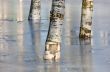Three birches